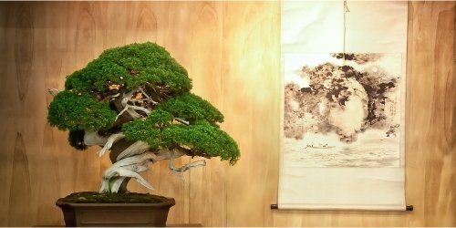 articulos foro filosofia de oriente para occidentales El bonsái, arte y naturaleza – Filosofía para la vida