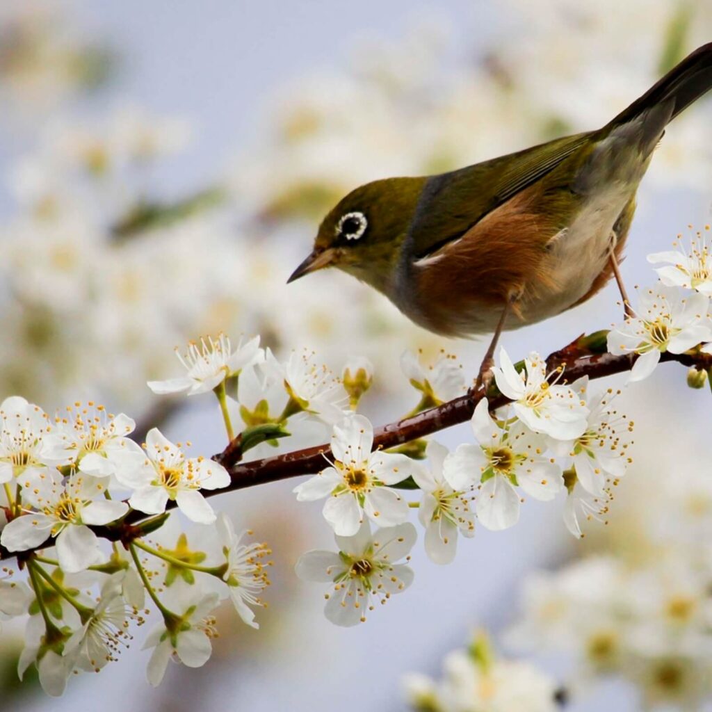 primavera flores